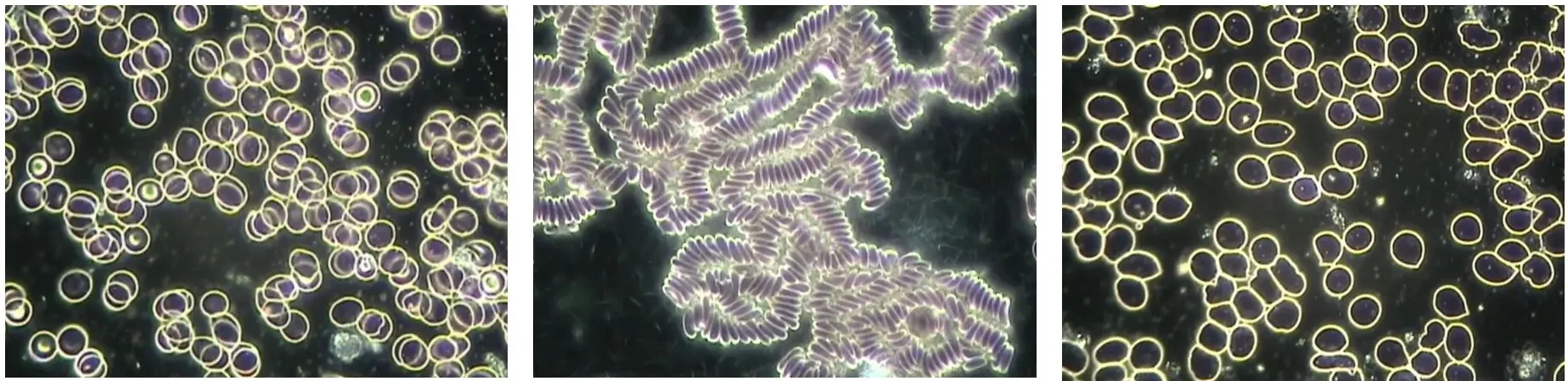 QUANTUM FIELDS