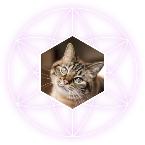 Pet protection